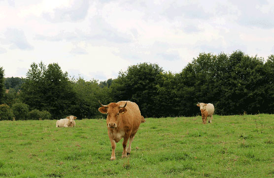 Bauernhof Eifel: Kühe auf der Weide
